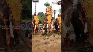 കേശവന് അടിയും കിട്ടി പട്ടയും പോയി puthupally kesavan elephant short status പുതുപ്പള്ളി കേശവൻ [upl. by Zeiger]