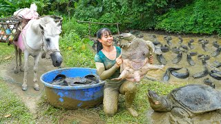 Harvesting Big Turtle And Many Catfish Go To Market Sell  Use Horse Carry Big Turtle Go To Sell [upl. by Malinowski]