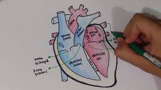 Jantung PART 1 Struktur Anatomi Di mana letak pembuluh darah koroner jantung [upl. by Danyluk]
