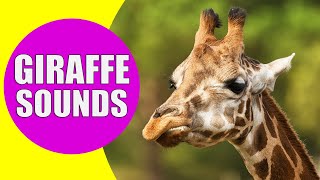 GIRAFFE SOUNDS  Learn Animals with Kiddopedia Shorts [upl. by Mudenihc291]