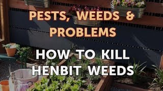 How to Kill Henbit Weeds [upl. by Atinahc]