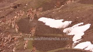 Ibex and Himalayan Blue Sheep or Bharal mixed herd forages on dry winter grass in Spiti Himachal [upl. by Cai]