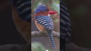 Banded Kingfisher with call subscribe birds wildlife shortsfeed shortvideo shorts cambodia [upl. by Ittocs323]