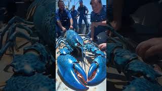 Giant Sea lobster Caught by Fishermen 🐙🎣GiantSeaCreatures FishingDiscoveries OceanMysteries [upl. by Erehpotsirhc]