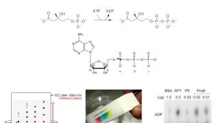 Enzymatic Assays [upl. by Ettenom]