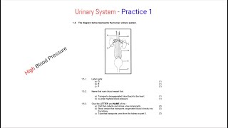 Urinary System  Practice 1 [upl. by Oina]