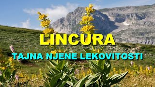 LINCURA  TAJNA NJENE LEKOVITOSTI [upl. by Ahsenaj303]