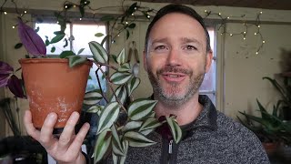 Tradescantia Zebrina  Wandering Jew Care Guide and Repot [upl. by Abana]