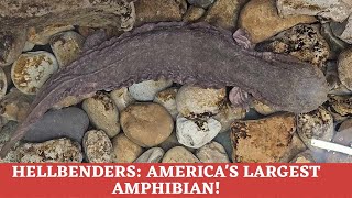 Everything you need to know about Hellbenders And how they got their name [upl. by Julietta]