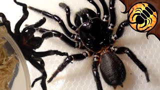 Is this too many funnelweb spiders Spider unboxing [upl. by Hopfinger145]