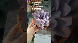 Echeveria Purple Pearl Vs Echeveria ‘Perle von Nurnberg’ PVN shorts [upl. by Zitella]