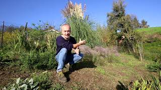 Video 258  Muhlenbergia capillaris in fioritura [upl. by Brad]