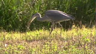 Grey Heron catching Water Vole [upl. by Tempa]