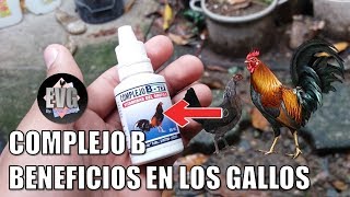 ¿Como Vitaminizar a los gallos y gallinas con Complejo B [upl. by Adaminah]