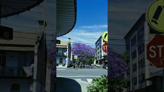 East Sydney Jacarandas in bloom October 2024 [upl. by Lledor521]