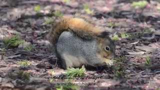 EASTERN FOX SQUIRREL feeding Sciurus niger [upl. by Fernanda567]