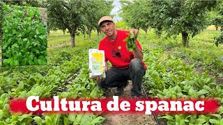 Idee de afacere  cultura de spanac [upl. by Siravat]