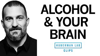 What Alcohol Does to Your Brain  Dr Andrew Huberman [upl. by Ponce]