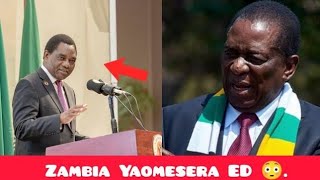 Zambia Strikes Again  Zanu Feels The Heat 😳 [upl. by Joselyn]