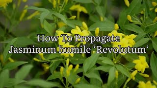 How To Propagate Jasminum humile Revolutum Taking Jasmine Revolutum Cuttings Plant Propagation [upl. by Atekal276]