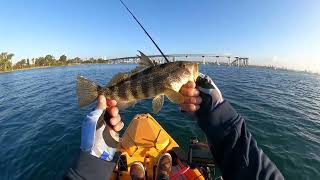 San Diego Bay Kayak Fishing [upl. by Amalbena]