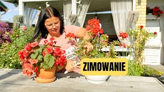 ZIMOWANIE PELARGONII I BEGONII [upl. by Eben]