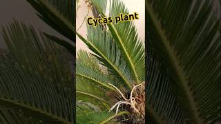 Cycas plant growth funny comedy outdoorplants gardening youtubeshort 🪴🪴 [upl. by Agatha]