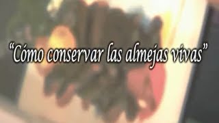 Como Conservar las Almejas Vivas [upl. by Ahcorb]