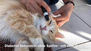 Katze mit Diabetes [upl. by Jc]