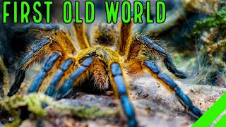 Top 10 BEST Beginner OLD WORLD Tarantulas for YOU [upl. by Anirahc265]