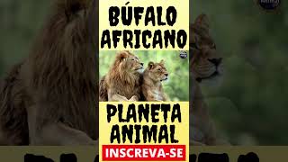 O PODEROSO BÚFALO AFRICANO [upl. by Kalb]