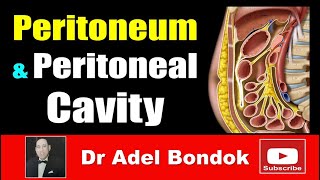 Peritoneum Peritoneal Cavity Lesser Sac Greater Sac and Peritoneal Recesses Dr Adel Bondok [upl. by Ettenhoj]