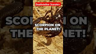 The World’s Deadliest Scorpion The Deathstalker facts mrbeast scorpio [upl. by Kenelm784]