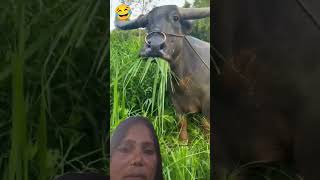 Are sala dedh kattha khet hai Mera Munni Devi [upl. by Joice908]