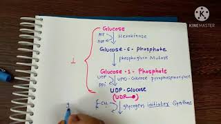 glycogenesis।। ग्लाइकोजेन का बनना।। in Hindi amp English [upl. by Cattima]