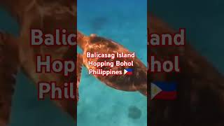 SNORKELING AT BALICASAG ISLAND HOPPING BOHOL rajputadventurebohol bohol philippines travel [upl. by Tandy]