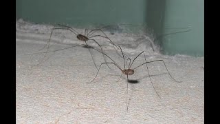 ¿Qué son los opiliones Los opiliones no son arañas 🕷 curiosidades sobre ellos [upl. by Radcliffe]