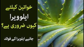 Benefits Of Aloe Veraکوار گندل for Skin Hair and Health  AasanZindagi [upl. by Cykana190]