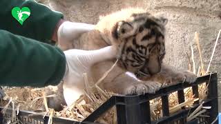 Una tigre in estinzione nata al Bioparco di Roma [upl. by Kaja250]