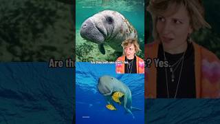 Manatee OR dugong  Spot the Difference  Manatee Dugong WWF [upl. by Nwadal689]