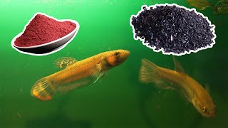 This is the BEST way to cure fish velvet disease Potassium Permanganate  Acriflavine [upl. by Solram]