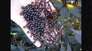 Guide To Growing Elderberry  Permaculture Plants [upl. by Obadiah695]