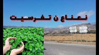 جولة في أحضان تفرسيت نواحي الدريوش  شكون بغا نعناع تفرسيت  Na3na3 n Tafersit Kssith Ni Sassith [upl. by Obadias]