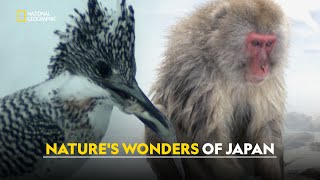 Wildlife of Japan  Japans Wild Year  हिंदी  S1  E1  Nat Geo Wild [upl. by Izy]