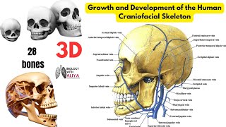 Growth and Development of the Human Craniofacial Skeleton  medical 3D Animation video [upl. by Nolyd]