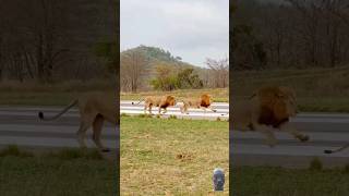 lion behaviour animals fight close range wild animals wildlife [upl. by Llebasi]