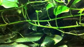 Brackish fish tank with silver moony archerfish and spotted scat fish at the childrens aquarium [upl. by Tadd]