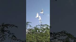 cattle egret bagula pakshi wildlife wild shorts short [upl. by Jangro]