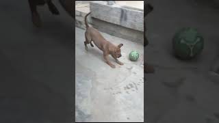 ماستيف هب مصر  Mastiff Hub Egypt  Boerboel [upl. by Maurer]