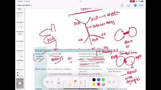 posterior cerebral artery stroke neurology 74  First Aid USMLE Step 1 in UrduHindi [upl. by Tibbs]